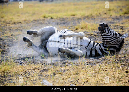 Zebra rotolamento sul terreno avente un bagno di polvere Foto Stock