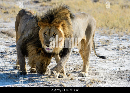 Lion fratelli benvenuti ogni altro Foto Stock