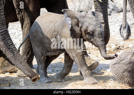 Adorably cute vitello di elefante Foto Stock