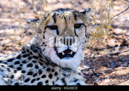 La faccia di un ghepardo da vicino Foto Stock