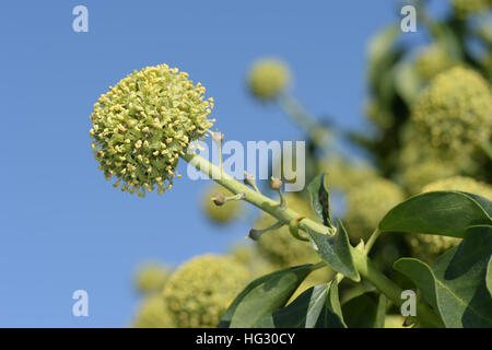 Ivy - Hedera helix Foto Stock
