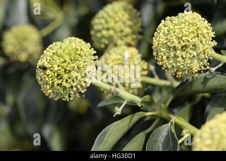 Ivy - Hedera helix Foto Stock
