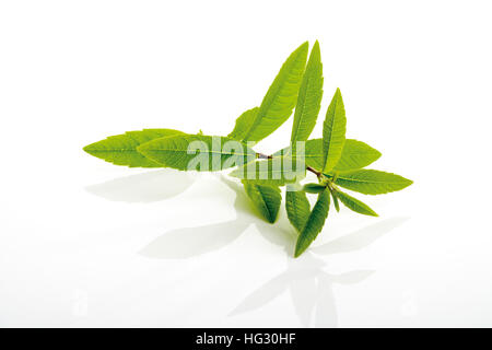 La verbena del limone o limone Beebrush (Aloysia citrodora) Foto Stock