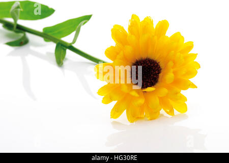 Inglese - o calendula (Calendula officinalis) Foto Stock