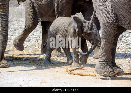 Elefante sicuro di vitello nelle gambe della mandria Foto Stock