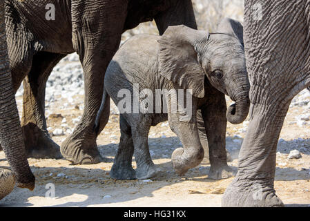 Baby Elephant fissare nelle gambe della mandria Foto Stock