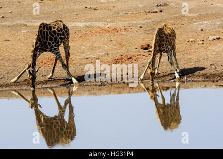 Due Giraffe al waterhole bere con le loro riflessioni Foto Stock