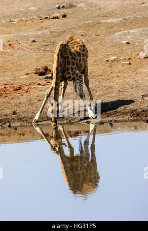 Giraffe bere e la sua riflessione Foto Stock