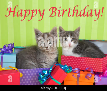 Di due mesi di età tabby gattini che spuntavano di regalo di compleanno in una pila di luminose di caselle colorate con party cappelli, verde brillante spogliato sfondo con Foto Stock