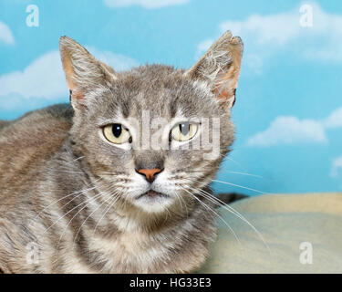 Grigio spogliato tabby cat avvolto a ricciolo che stabilisce con uno sfondo blu bianco delle nuvole Foto Stock