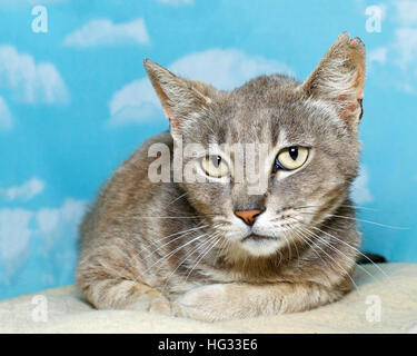 Grigio spogliato tabby cat avvolto a ricciolo che stabilisce con uno sfondo blu bianco delle nuvole Foto Stock