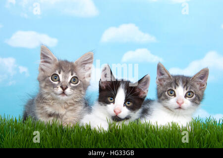 Tre gattini in erba alta con cielo azzurro sfondo bianco soffici nuvole. Guardando in avanti. Presentazione orizzontale con copia spazio sopra Foto Stock