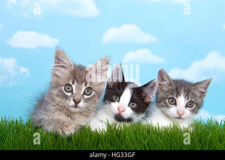 Tre gattini in erba alta con cielo azzurro sfondo bianco soffici nuvole. Guardando in avanti. Presentazione orizzontale con copia spazio sopra Foto Stock