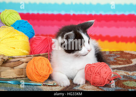 Bianco e nero tabby kitten sul pavimento moquette, luminoso sfondo striato, palline di filato in un cestello. Foto Stock