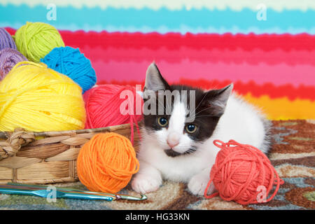 Bianco e nero tabby kitten sul pavimento moquette, luminoso sfondo striato, palline di filato in un cestello. Foto Stock