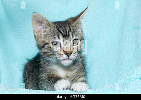 Giovane di sei settimane vecchio bianco e nero tabby kitten seduta posa su un aqua teal coperta colorata in appoggio a guardare cercando di destra del telaio Foto Stock