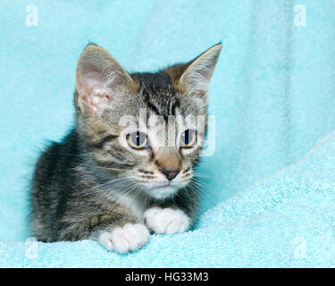 Giovane di sei settimane vecchio bianco e nero tabby kitten seduta posa su un aqua teal coperta colorata in appoggio a guardare cercando di destra del telaio Foto Stock