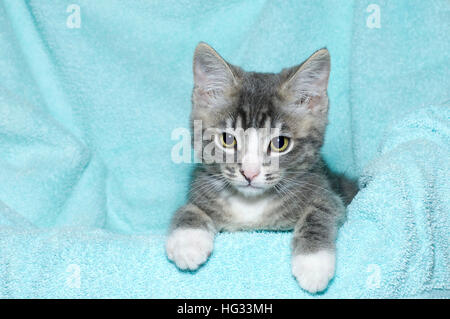 Giovane di sei settimane vecchio bianco e nero tabby kitten seduta posa su un aqua teal coperta colorata in appoggio la visione di guardare in avanti e verso il basso Foto Stock