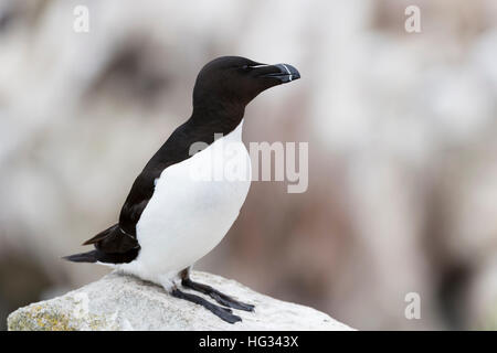 Razorbill (Alca torda) adulto, in piedi sulla roccia della scogliera costiera, grande Saltee, Saltee Isola, Irlanda. Foto Stock