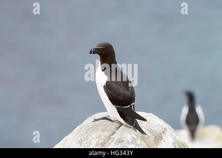 Razorbill (Alca torda) adulto, in piedi sulla roccia della scogliera costiera, secondo uno in background, grande Saltee, Saltee Isola, Irlanda. Foto Stock