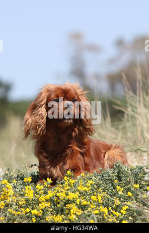 Cane Cavalier King Charles Spaniel adulto ruby giacente in fiori Foto Stock