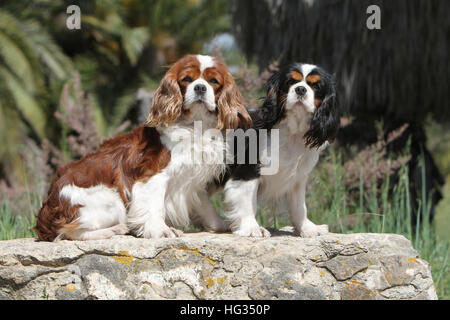 Cane Cavalier King Charles Spaniel adulto diversi colori (Blenheim e tricolore) in piedi in una roccia Foto Stock