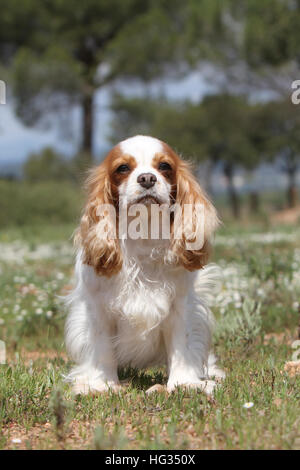 Cane Cavalier King Charles Spaniel adulto (Blenheim) seduta in Prato Foto Stock