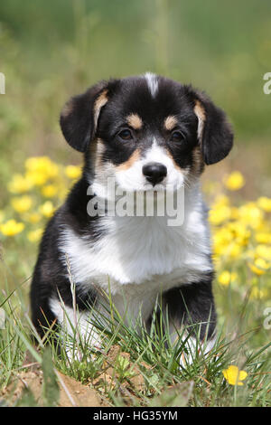 Cane Pembroke Welsh corgi cucciolo seduto in un prato ritratto Foto Stock