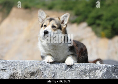 Cane Pembroke Welsh corgi adulto giacente su una roccia Foto Stock