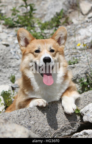 Cane Pembroke Welsh corgi adulto giacente su una roccia Foto Stock