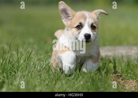 Cane Pembroke Welsh corgi cuccioli cucciolo faccia in esecuzione Foto Stock