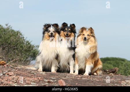 Cane Shetland Sheepdog / Sheltie / tre adulti (diversi colori) seduto in una roccia Foto Stock