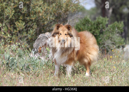 Cane Shetland Sheepdog / Sheltie / adulti in piedi in un prato Foto Stock