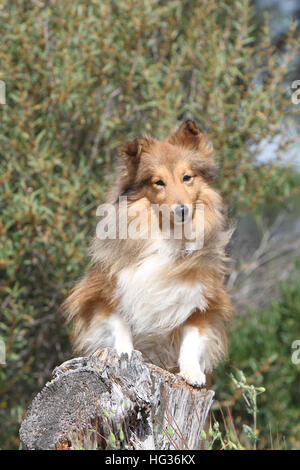 Cane Shetland Sheepdog / Sheltie adulto (sable ) in piedi su un legno Foto Stock