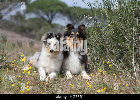 Cane Shetland Sheepdog / Sheltie / adulto e cucciolo seduto in un prato Foto Stock