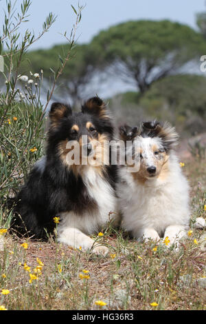 Cane Shetland Sheepdog / Sheltie / adulto e cucciolo seduto in un prato Foto Stock