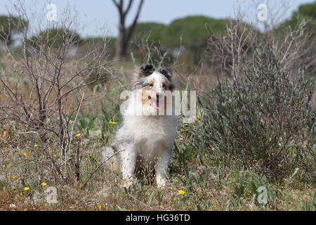 Cane Shetland Sheepdog / Sheltie giovani (blue merle) seduta Foto Stock