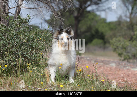 Cane Shetland Sheepdog / Sheltie giovani (blue merle) seduta Foto Stock