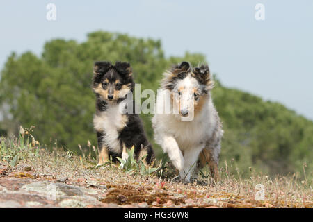 Cane Shetland Sheepdog / Sheltie / adulto e cucciolo seduto in un prato Foto Stock