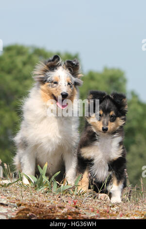 Cane Shetland Sheepdog / Sheltie / adulto e cucciolo seduto in un prato Foto Stock