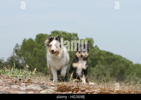 Cane Shetland Sheepdog / Sheltie / adulto e cucciolo seduto in un prato Foto Stock