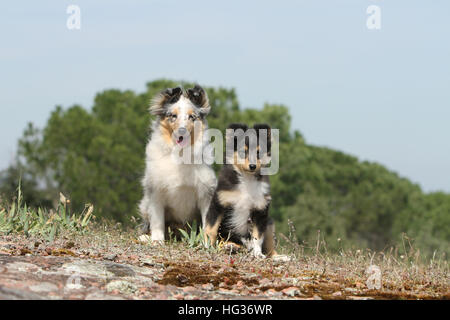 Cane Shetland Sheepdog / Sheltie / adulto e cucciolo seduto in un prato Foto Stock