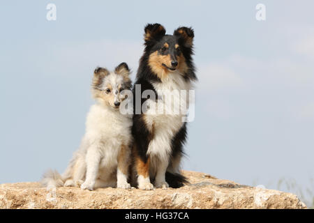 Cane Shetland Sheepdog / Sheltie / adulto e cucciolo seduto in una roccia Foto Stock