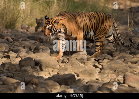 Wild Indian Tiger madre con i suoi giovani lupetti, camminando su un letto asciutto del fiume nel parco nazionale di Ranthambore in Rajasthan, India. Foto Stock