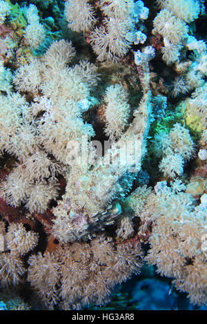 Barbuto scorfani (Scorpaenopsis barbata) mimetizzata nella barriera corallina del Mar Rosso Foto Stock