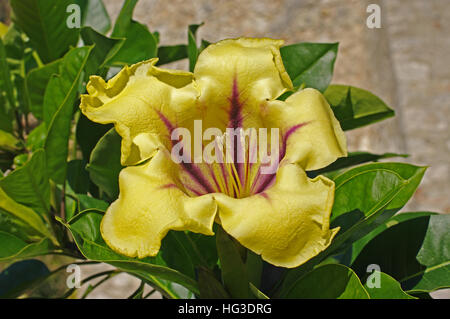 Questo è Solandra maxima, la coppa d'oro della vigna, Calice d oro della vigna, o Hawaiian Lily, nativo di Messico, Venezuela, Foto Stock