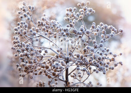 Mare giganti Holly seme/le teste dei fiori coperto di brina Foto Stock