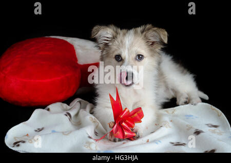 Fluffy cucciolo è sdraiato su un tovagliolo accanto al cuscino a forma di cuore. Mantiene le zampe e mangia la tratta per cani, la confezione regalo. Foto Stock