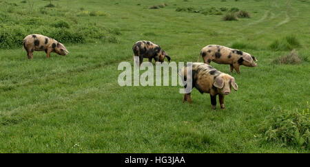 Suini e animali da fattoria pascolare nel prato in montagna Foto Stock
