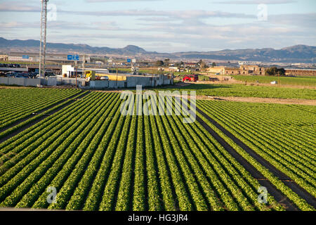 Provincia di Murcia, Spagna. I lavoratori che operano nel campo dell'agricoltura. Foto Stock